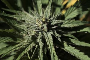 Mon Commission to look into health department cannabis regulations